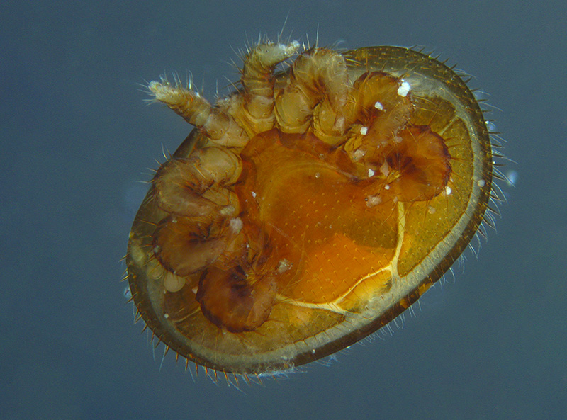 Varroa destructor